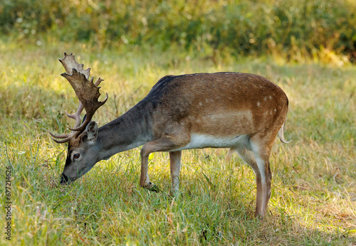 A beautiful fallow deer, a wonderful bull
m with antlers, standing on a meadow. Close side view