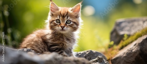 The brown kitten with its furry coat and adorable eyes stood out against the beautiful background making it a cute and attentive domestic pet loved by all for its animal instincts and felin photo
