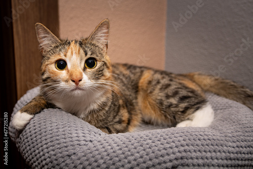 portret młodego kota domowego © robert6666
