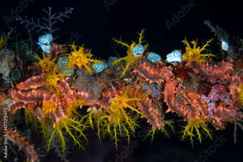 Small sea cucumbers and other invertebrates cover an old sea whip on a biodiverse coral reef in Raja Ampat, Indonesia. This tropical region harbors the highest marine biodiversity on Earth.
