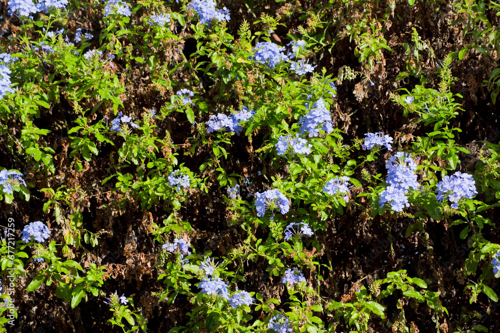 Fondo con flores de jazmín azul, hojas verdes y ramas secas. Fondo con flores de jazmín azul, hojas verdes y ramas secas.