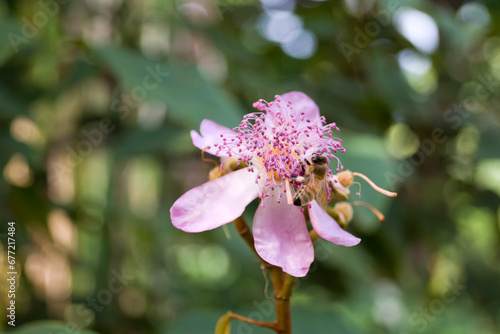 Flor de Bixa orellana y una pequeña abeja. photo