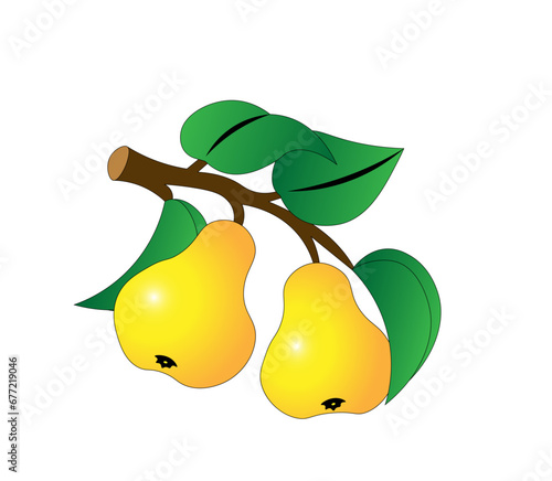 Vector illustration of cartoon ripe pears on a branch