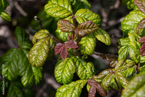 Photography Closeup, Poison Oak (Toxicodendron diversilobum), leaves and berries, along the Pacific coast south of Morro Bay, California