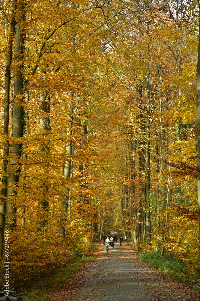 Promenade sous les feuillages brun-dorés des hêtres en automne en forêt de Soignes à Tervuren Promenade sous les feuillages brun-dorés des hêtres en automne en forêt de Soignes à Tervuren