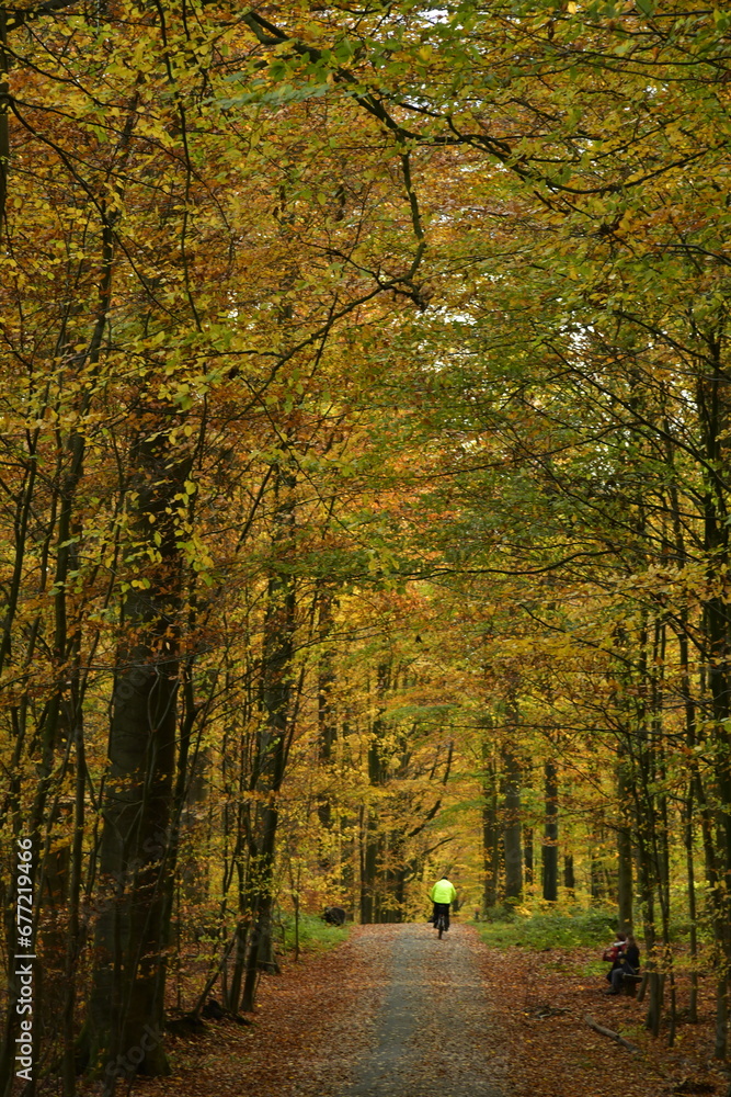 Promenade sous les feuillages brun-dorés des hêtres en automne en forêt de Soignes à Tervuren 