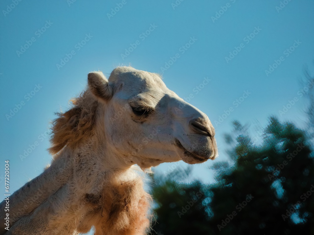Portrait of a camel against a blue sky