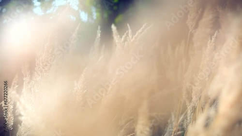 Reeds sway on wind and sun rays . Wild grass sway from wind	 photo