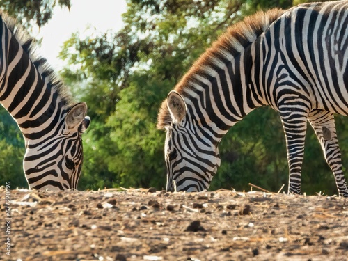 Closeup view of zebras grazing grass