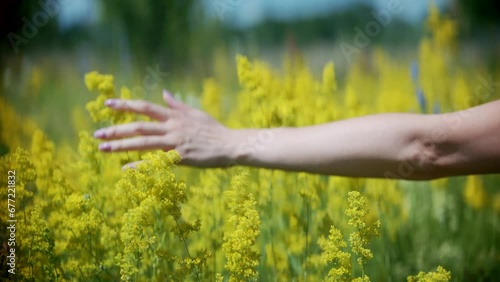 Summertime yellow bedstraw at wild meadow	 photo