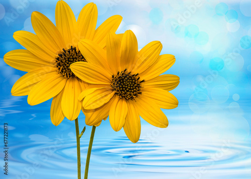 flores amarillas con agua azul de fondo 