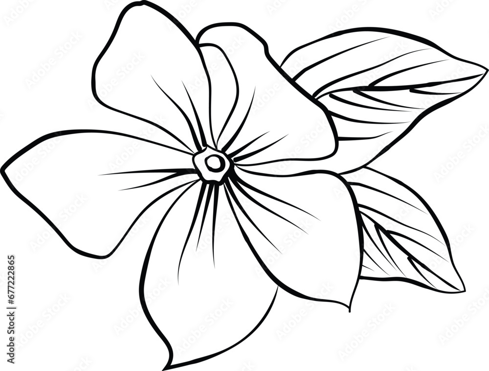 periwinkle flower sketch, clip art minimilist periwinkle flower outline ...