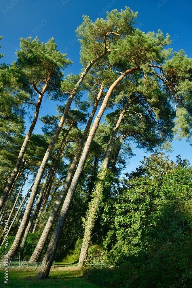 Fototapeta premium Arbres penchants à l'arboretum de Bokrijk au Limbourg 
