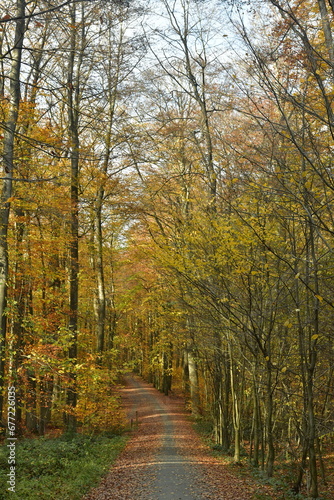 Chemin entre les jeunes hêtres en automne à la forêt de Soignes à Tervuren 
