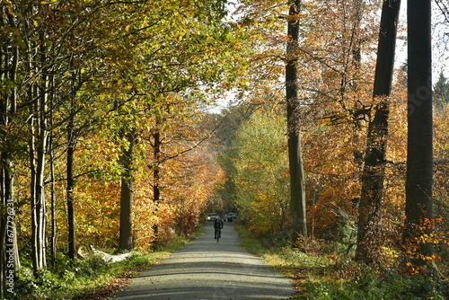 Chemin entre les jeunes hêtres en automne à la forêt de Soignes à Tervuren  photo