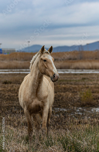 Brown wild horse grazing in a natural park near an airport