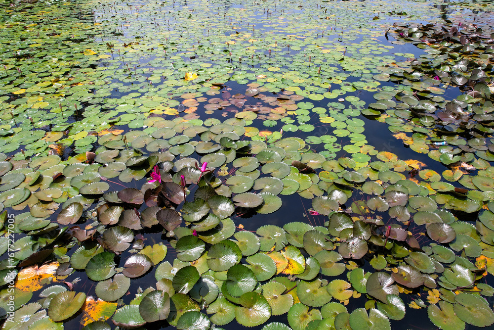 View of lotuses in Lotus Logoon on sunny day. Candidasa, Bali, Indonesia. View of lotuses in Lotus Logoon on sunny day. Candidasa, Bali, Indonesia.