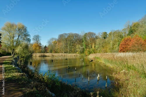 Végétation sauvage en automne le long de l'étang principal du domaine de Mariemont à Morlanwelz 