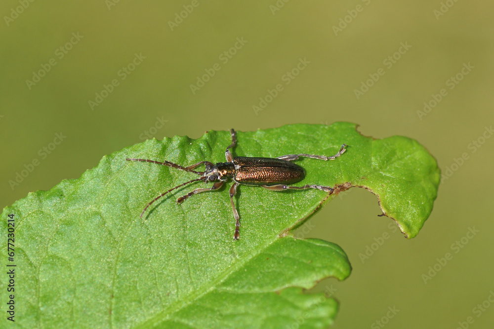 Close up of the leaf beetle Donacia clavipes. Subfamily Donaciinae. Family Chrysomelidae. On a leaf. Spring, May. Dutch garden. Close up of the leaf beetle Donacia clavipes. Subfamily Donaciinae. Family Chrysomelidae. On a leaf. Spring, May. Dutch garden.