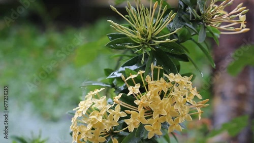 Closeup view of yellow ashokas blossoming in the garden photo