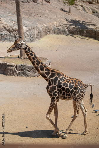 Portrait of a giraffe (Giraffa camelopardalis) walking on a sunny summer day. Fuerteventura, Canary Islands, Spain.