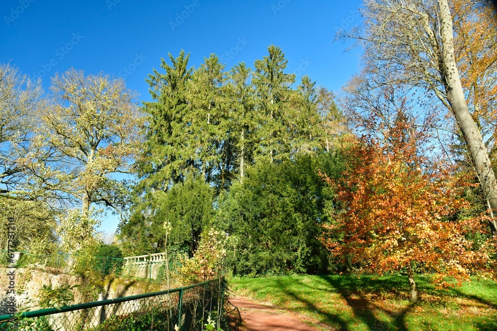 L'arbuste à feuillage orangé-doré à l'arboretum du parc Mariemont à Morlanwelz 