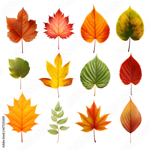 a collection of autumn leaves on a white background. fallen yellow  orange  withered leaf.