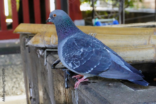 神社の境内にいる鳩（ドバト）