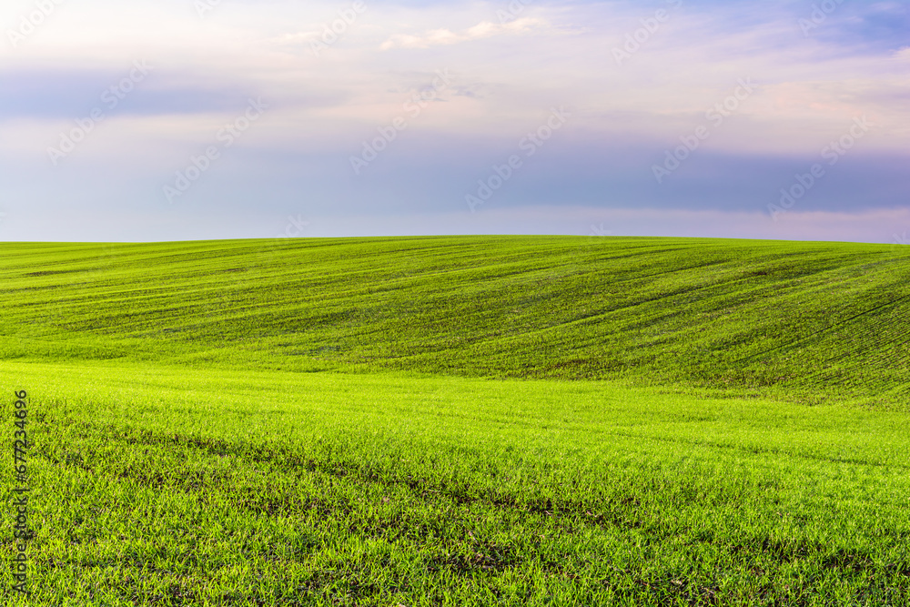 Fototapeta premium Scenic landscape view of a hill of a green field of young wheat sprouts against a background of a blue sky with clouds