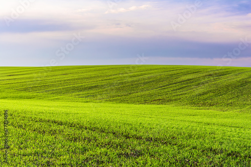 Scenic landscape view of a hill of a green field of young wheat sprouts against a background of a blue sky with clouds