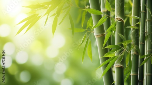 Bamboo forest background  green leaves with space for text.