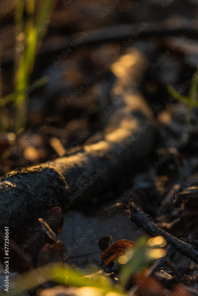Fototapeta premium A wooden stick is lying on the ground in the forest.