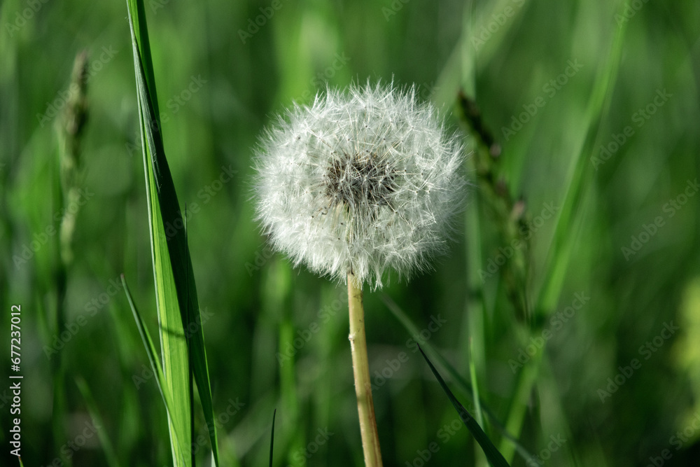 dandelion in the lush grass