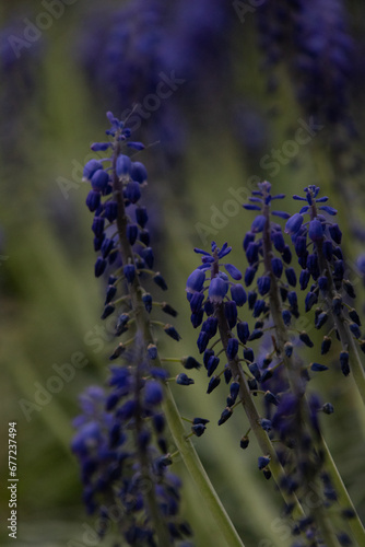 Lavender Blossom  Botanical Beauty in Close-up Macro Photography
