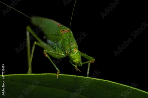 Closeup of green grasshopper perched on a green leaf