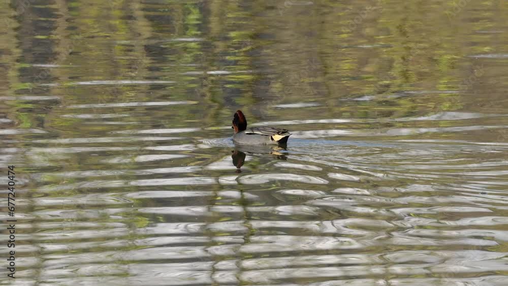 Eurasian Green-winged Teal in natural ambient, male (Anas crecca) - (4K)