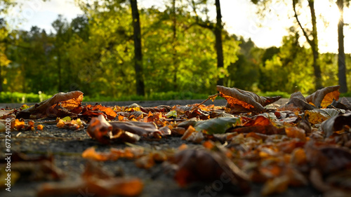 Autumn leaves on a slippery wet road. 