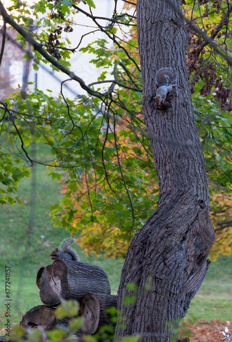 Humorous scene moments before one squirrel attempted a stealthy ambush on another squirrel that was busily munching on an acorn.