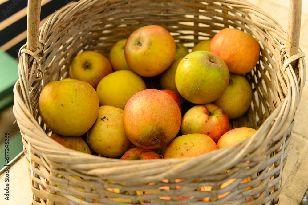 Wicker basket with fresh ripe yellow and orange apples Wicker basket with fresh ripe yellow and orange apples