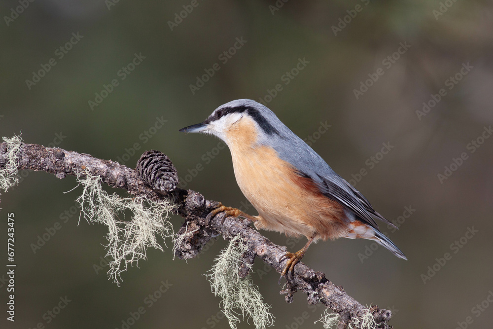 Fototapeta premium Bird in the wilderness.