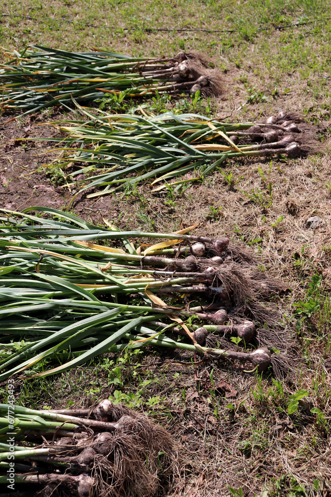 Bunches of unprocessed garlic with green tops lying on the ground, picked from a garden bed. Vertical photo Bunches of unprocessed garlic with green tops lying on the ground, picked from a garden bed. Vertical photo