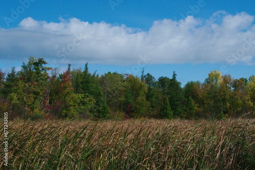 grass and clouds