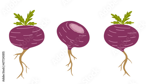 Red maca or Peruvian ginseng plant. Healthy root vegetable. white background. Natural remedy vector graphic. Flat cartoon illustration isolated on white background.