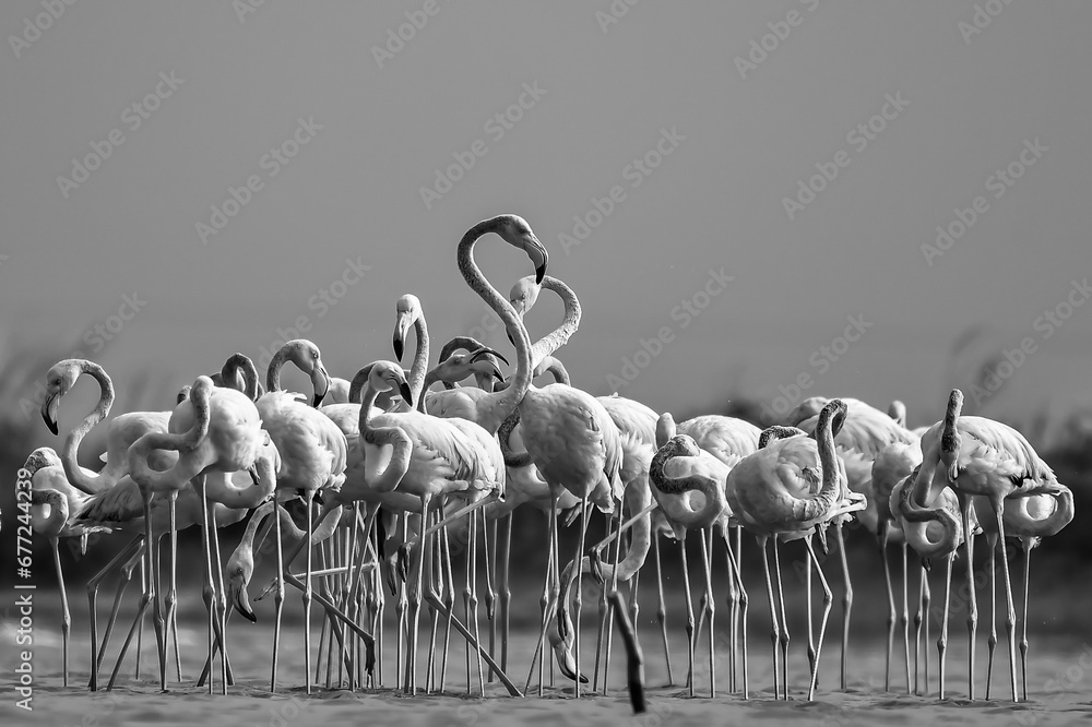 Naklejka premium flamingos in the water