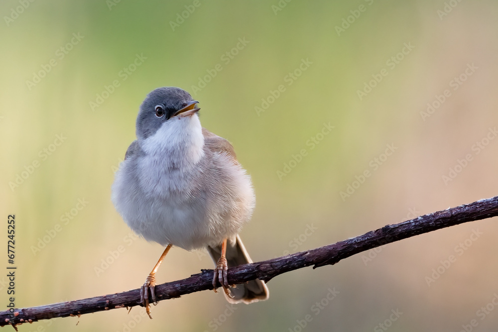 Obraz premium Common whitethroat