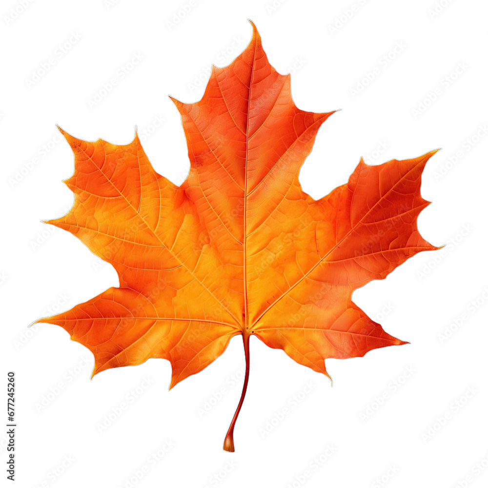 Maple Autumn Leaf, isolated on transparent background. Maple Autumn Leaf, isolated on transparent background.