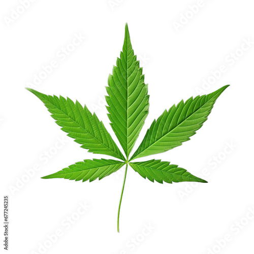 cannabis green leaf, isolated on transparent background.