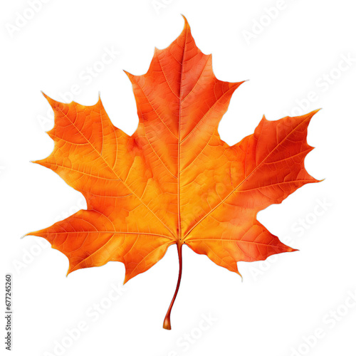 Maple Autumn Leaf  isolated on transparent background.