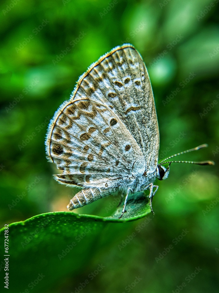 Obraz premium Closeup shot of a Eastern Baton Blue (Pseudophilotes vicrama) on a green leaf