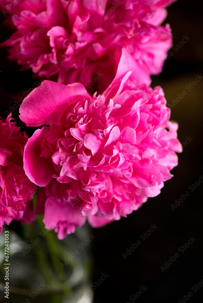 Pink floral background. Background bouquet of beautiful pink peonies. Blooming peony flowers, close-up. Wedding background, Valentine's day concept. Blossom, flower close-up